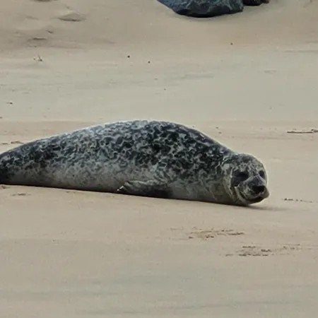 Zeezicht By Qua-lyne Ostenda